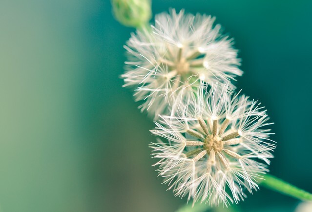 Dandelion vintage background